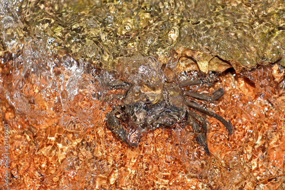 Mountain crabs are found in mountain docks and beach forests on the islands of the south, found in Phuket, Krabi, Thailand. Mountain crabs are found in mountain docks and beach forests on the islands of the south, found in Phuket, Krabi, Thailand.