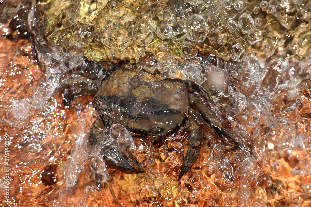 Mountain crabs are found in mountain docks and beach forests on the islands of the south, found in Phuket, Krabi, Thailand. Mountain crabs are found in mountain docks and beach forests on the islands of the south, found in Phuket, Krabi, Thailand.