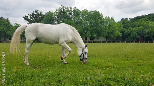 Beautiful white horse feeding in a green pasture. Cute horse eating grass in the meadow on a sunny summer day. Pets. copy space