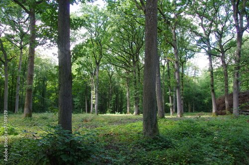 Forêt d'été