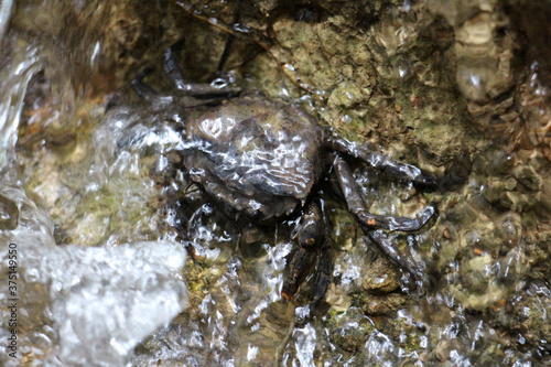 Mountain crabs are found in mountain docks and beach forests on the islands of the south, found in Phuket, Krabi, Thailand.