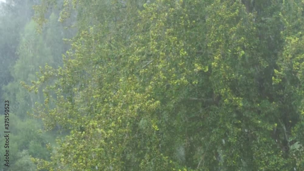 Tree get hit by a rain storm (Seamless Loop) Tree get hit by a rain storm (Seamless Loop)