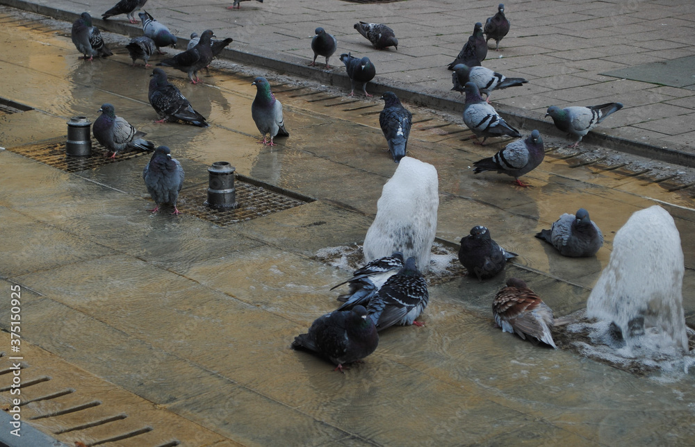 Fototapeta premium Pigeon drinking water from a fountain.
