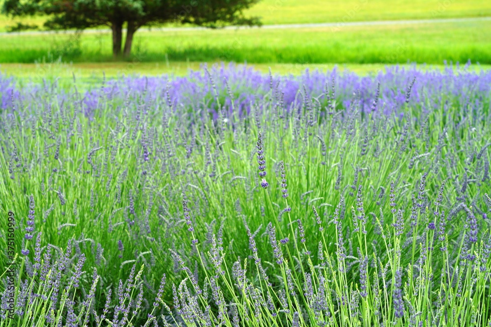 Obraz premium A field of fragrant lavender flowers at a lavender farm in New Jersey, United States