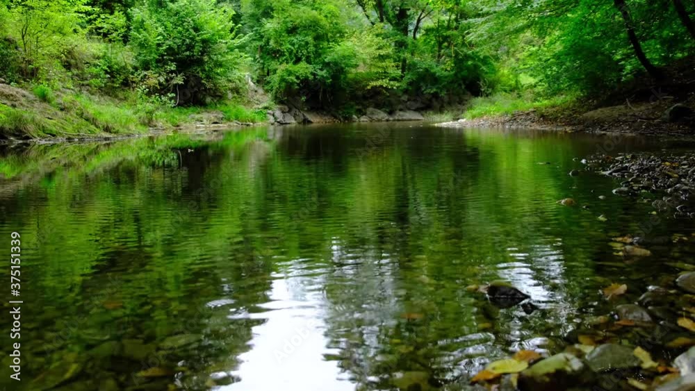 beautiful river in green forest.summer time beautiful river in green forest.summer time