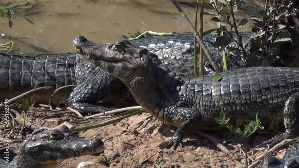 A group of Caiman in Pantanal, Brazil. The broad-snouted caiman (Caiman latirostris) A group of Caiman in Pantanal, Brazil. The broad-snouted caiman (Caiman latirostris)