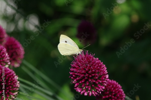 Papillon blanc