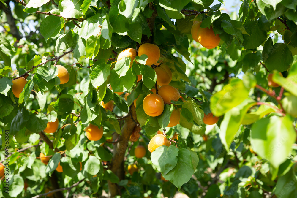 Ripe apricots on trees at fruit plantation