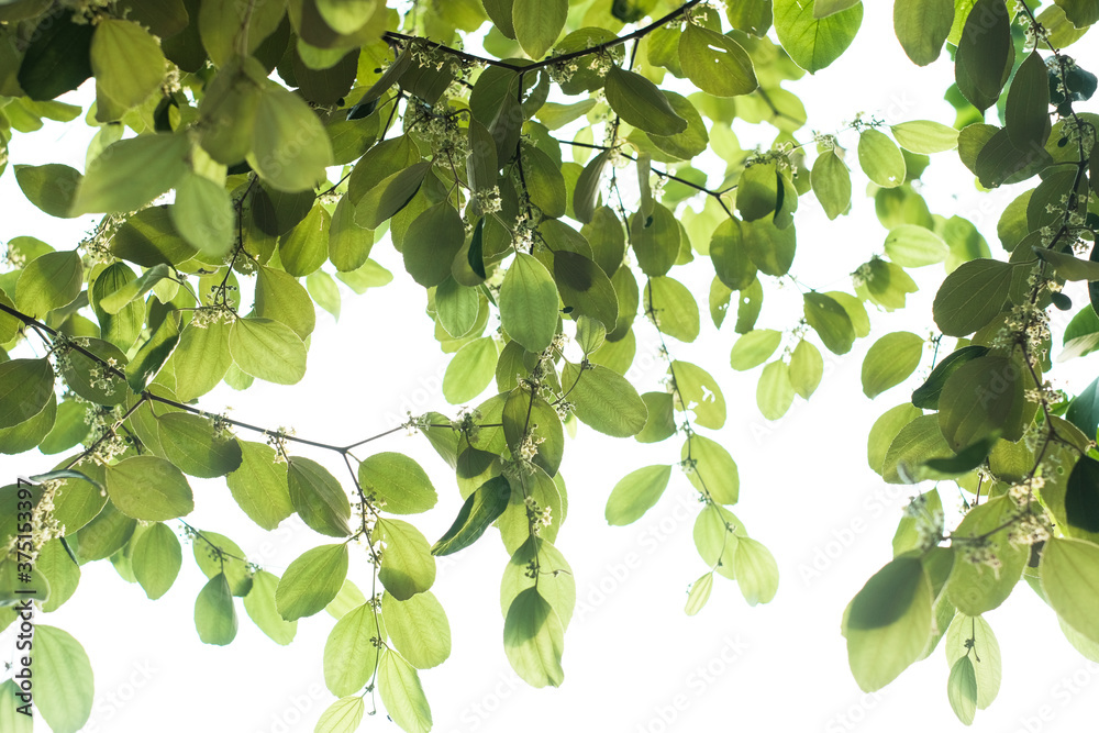 green leaves on tree