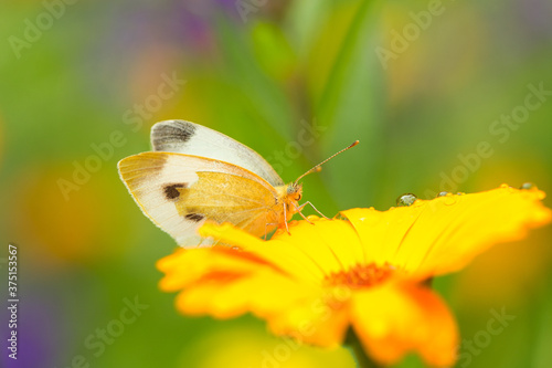 Pieris brassicae white butterfly sitting on a yellow orange calendula blossom in summer  © Martin