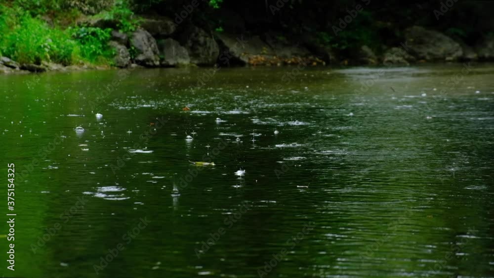 rainfall falling on the green pond in forest rainfall falling on the green pond in forest