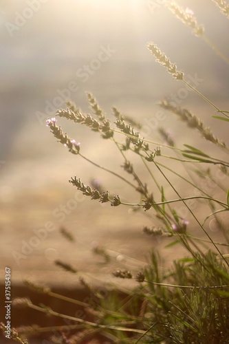 Lavender growing in a garden, illuminated by warm golden hour light. Selective focus. © jelena990
