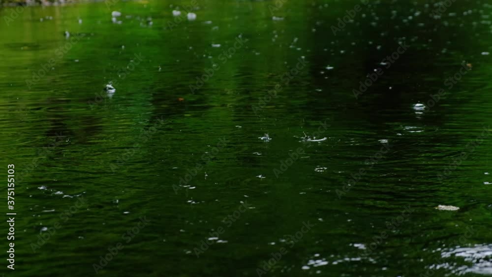 rainfall falling on the green pond in forest rainfall falling on the green pond in forest