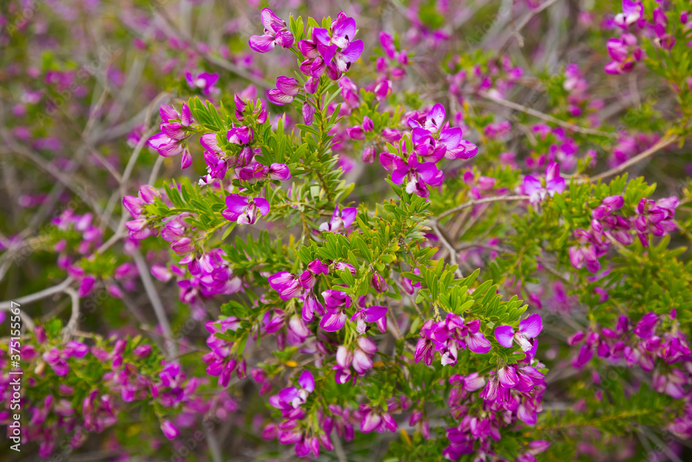 close up of multitude pink flowers polygala myrtifolia outdoors