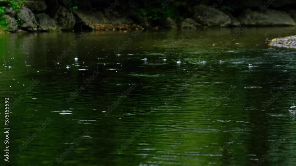 rainfall falling on the green pond in forest rainfall falling on the green pond in forest