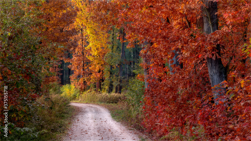 Droga w jesiennym lesie © KrzysztofAleksander