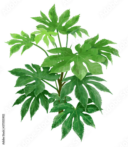 Green house plant, Fatsia japonica, isolated on white background. Vector.