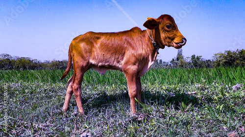 Red Cow Calf In A Green Field