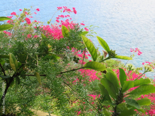 Caribbean flowers