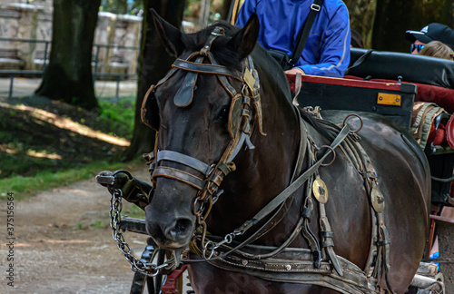 Horse carriage © Vedad Ceric