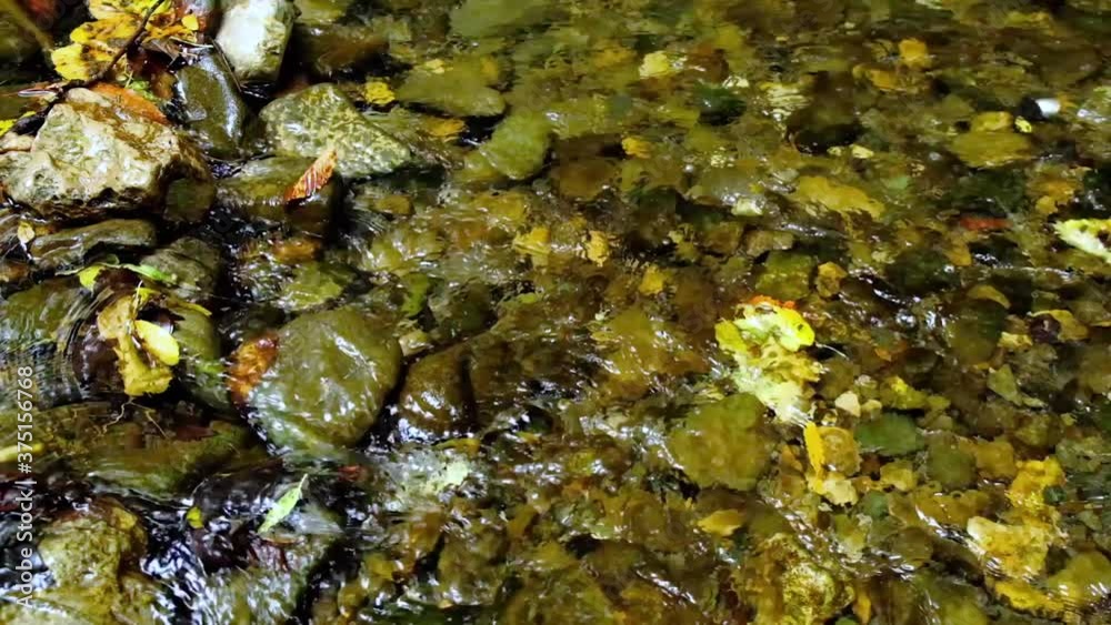 beautiful river in green forest.summer time beautiful river in green forest.summer time