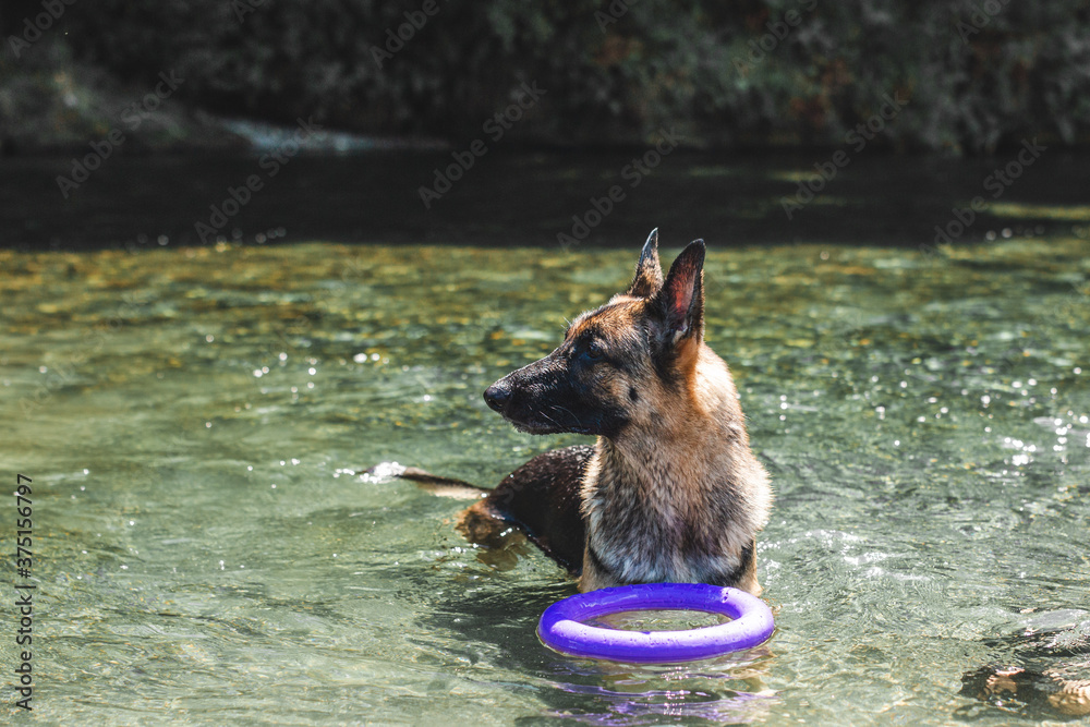 The gsd hotsell