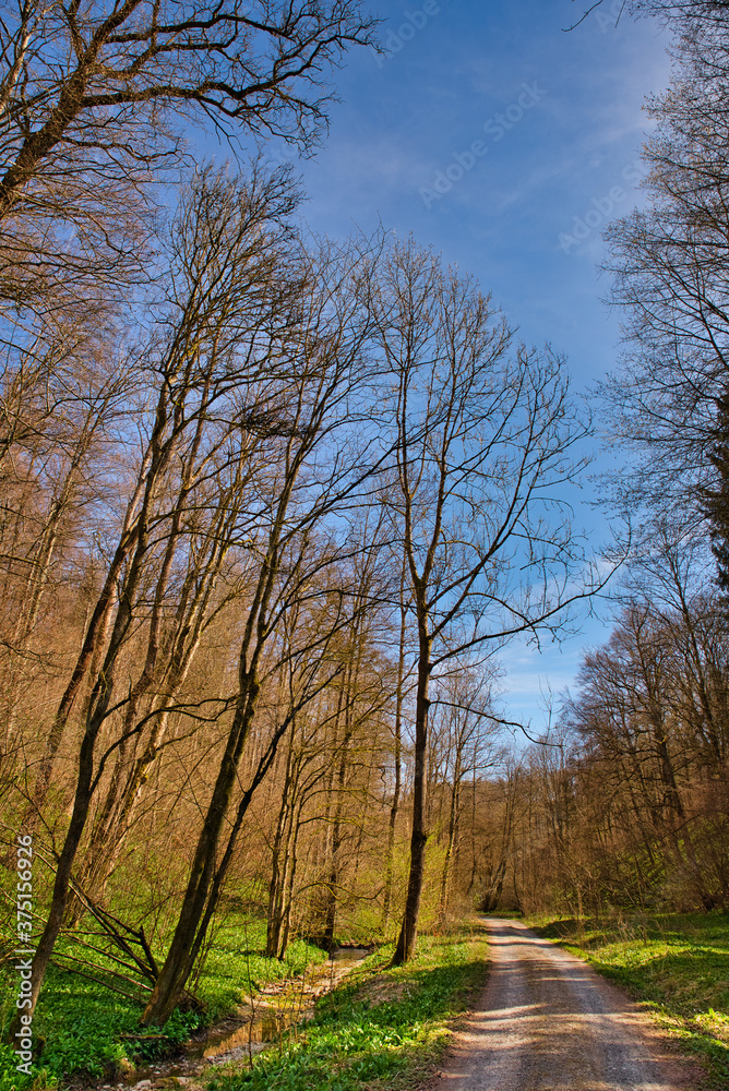 Waldweg im Frühling blauer HImmel Waldweg im Frühling blauer HImmel