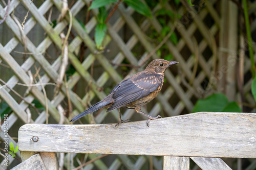 Close up of Juvenile Young Blackbird brown feathers perched on wooden surround