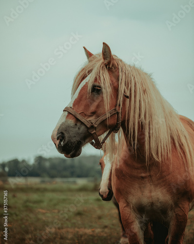 Close up - brown and white horse head in the garden, Handsome hourse in a ranch