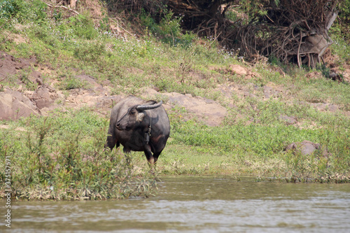 water buffalo along the mekong river in laos