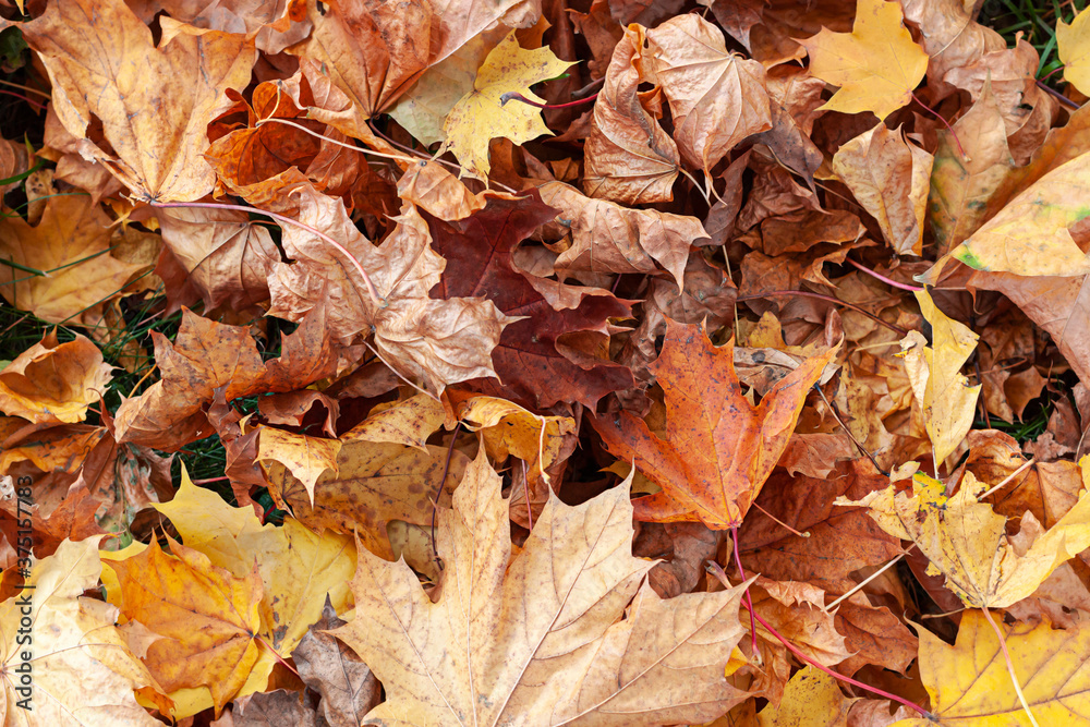 Colorful autumn maple leaves concept fall background