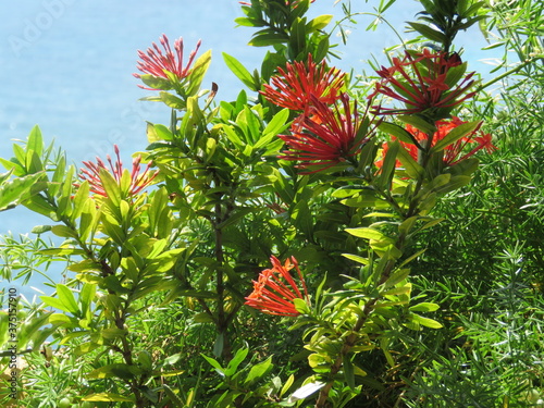 Caribbean flowers