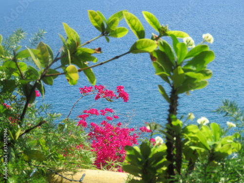 Caribbean flowers