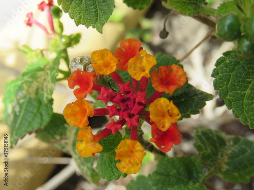 Caribbean flowers