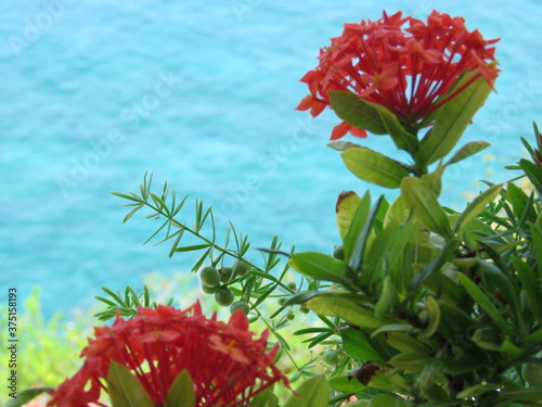 Caribbean flowers