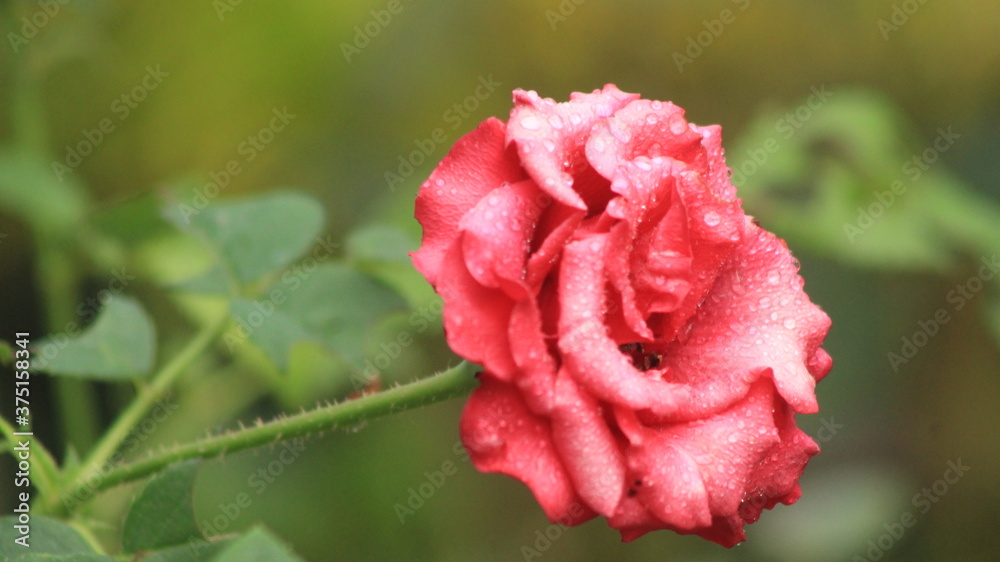 Obraz premium pretty close up rose flower picture