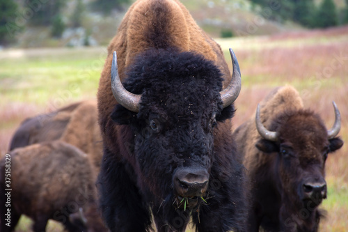 Bull Buffalo Eating Grass at Custer State Park, South Dakota