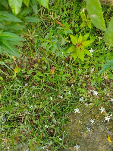 Wallpaper Mural moss on the ground Torontodigital.ca