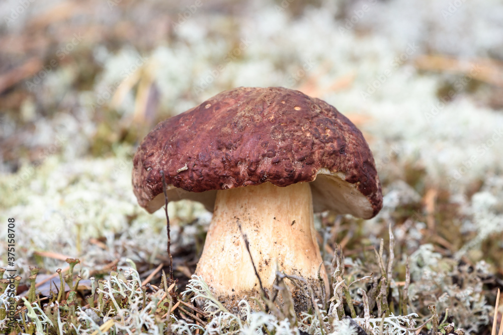 Edible boletus with red hat and thick leg collected by mushroom picker on white moss in pine forest. Edible boletus with red hat and thick leg collected by mushroom picker on white moss in pine forest.