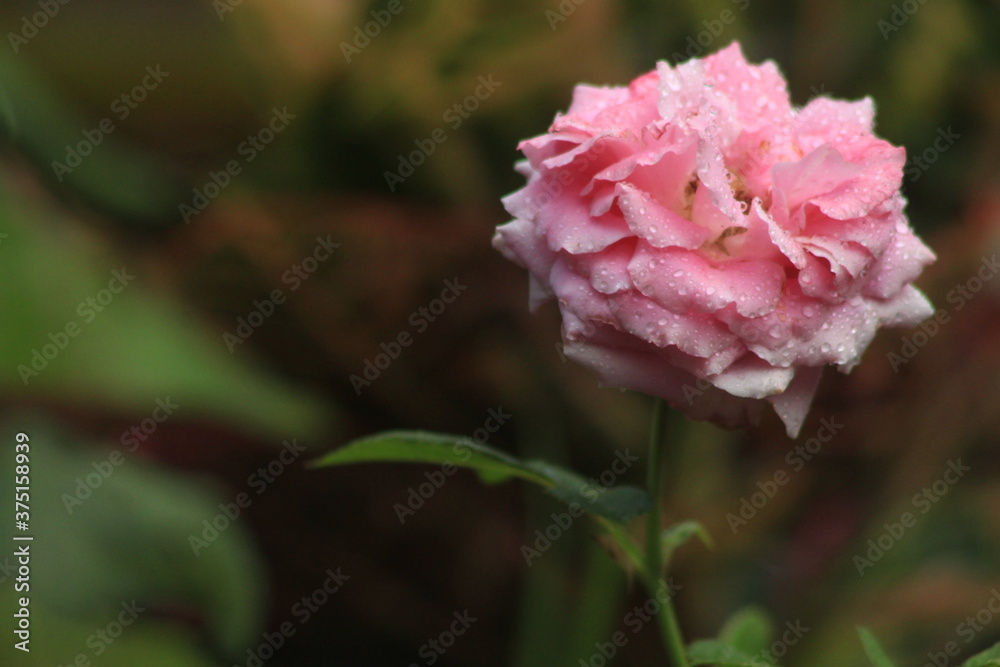 pretty close up rose flower picture pretty close up rose flower picture