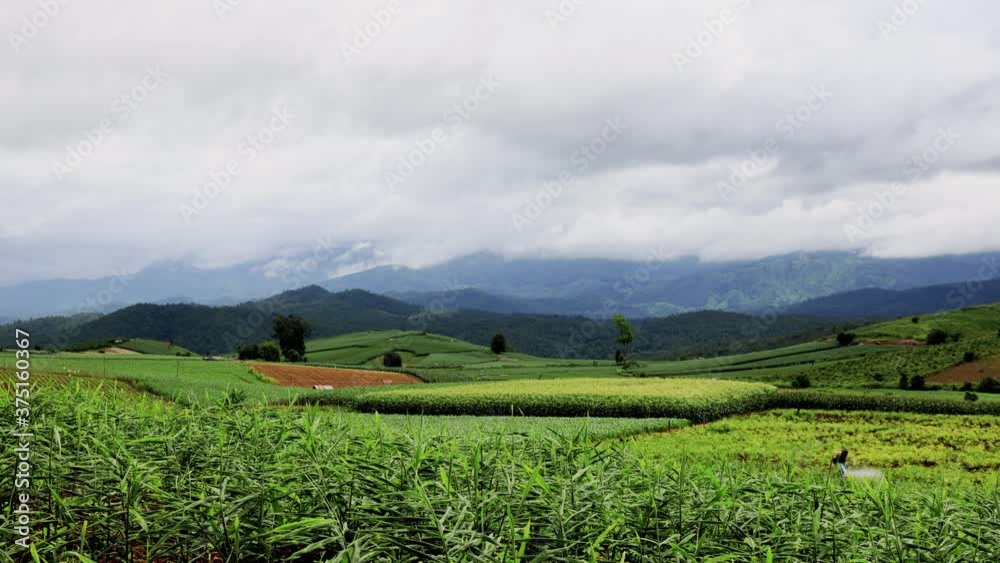 Beautiful landscape of green agricultural field with mountain range on the background under the clouded sky. A farmer is working in the corn field. Beautiful landscape of green agricultural field with mountain range on the background under the clouded sky. A farmer is working in the corn field.