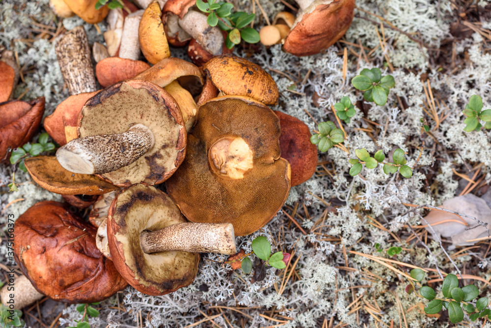 Bunch of cut mushrooms of boletus and boletus with red hat lies on the ground on summer day in the forest. Bunch of cut mushrooms of boletus and boletus with red hat lies on the ground on summer day in the forest.