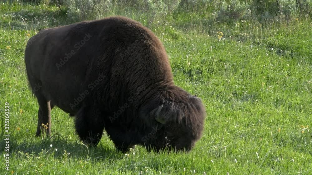 A large bison bull grazes on lush grass in Yellowstone National Park in North America. The bison is a native of the American west. A large bison bull grazes on lush grass in Yellowstone National Park in North America. The bison is a native of the American west.