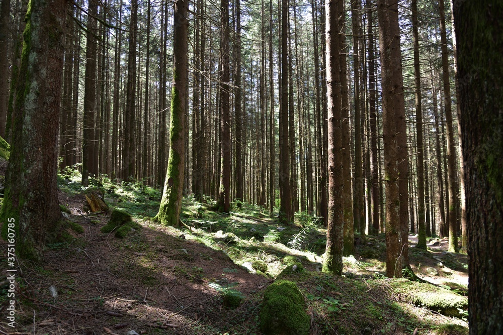 Obraz premium Dense forest