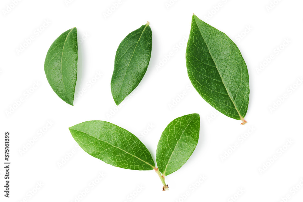 Fototapeta premium Leaves of blueberry isolated on white background 