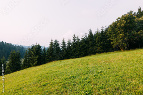 View of the pine forest in the mountains in the evening