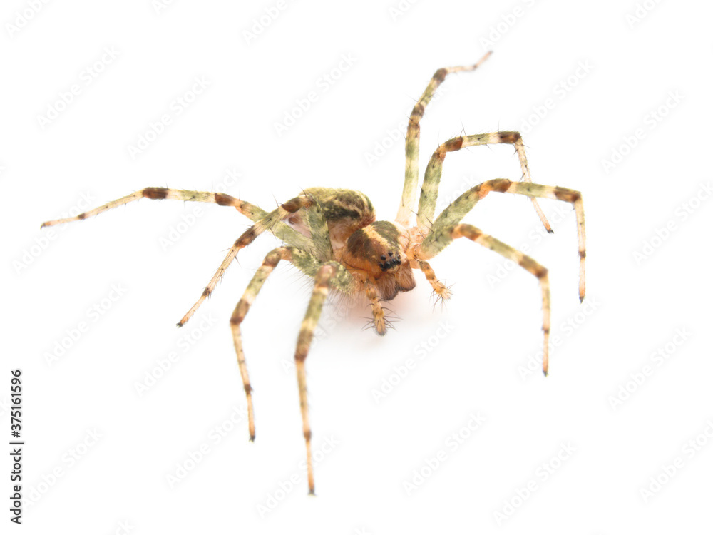 spider on a white background, Agelena opulenta spider on a white background, Agelena opulenta