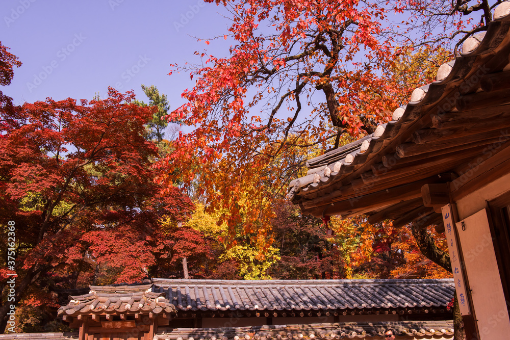 The scenery of Autumn, Huwon,Secert garden,Changdeokgung palace,Unesco World heritage,Seoul Korea.
