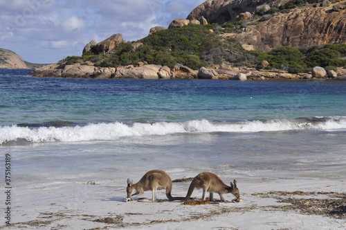 Fototapeta Naklejka Na Ścianę i Meble -  Kangaroos on the beach in Western Australia