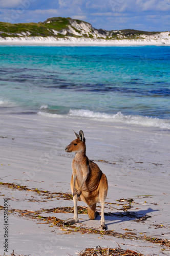 A Kangaroo on the beach at Lucky Bay